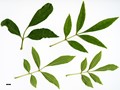 SpeciesSub: var. toumeyi SpeciesSub: var. toumeyi